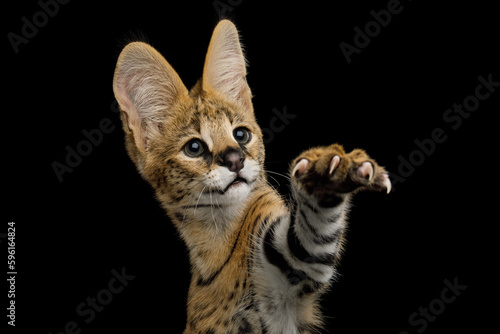 Photography Close-up Funny Serval Cat Playing with Paw, tries to catch isolated on Black Bac