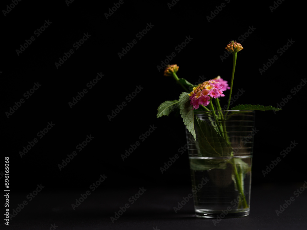 beautiful flower in a glass beautiful flower in a glass
