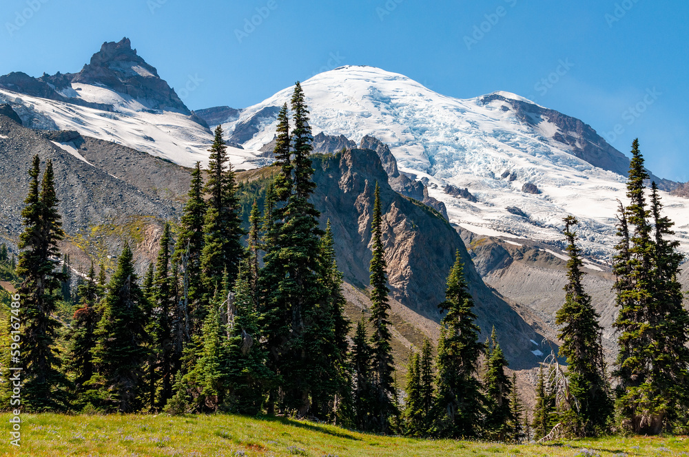 Alpine trees below glaciated volcano