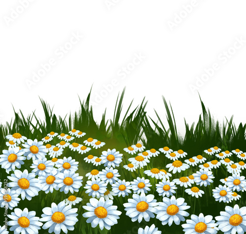 Garden Daisy on a white background, easy to use, suitable for use online, and print on paper.