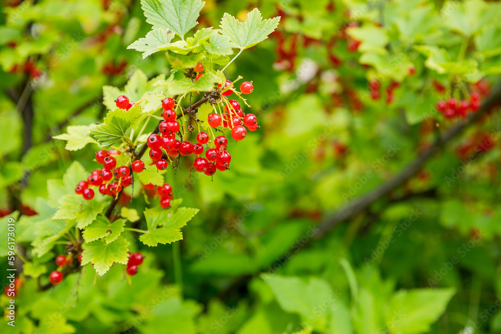 Obraz premium branch of ripe red currant in a garden on green background.berries grow in sunny garden. Red currants plantation in summer field.