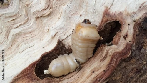 wood warm larva in the wooden hole.