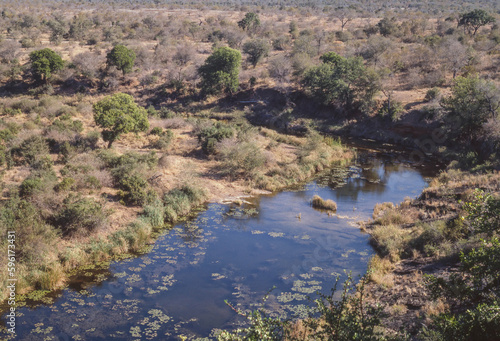 Bushveld View In Kruger National Park