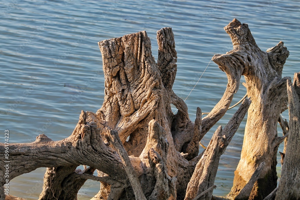 A boiled tree sticking out of the water has a strange shape and an interesting natural texture pattern.