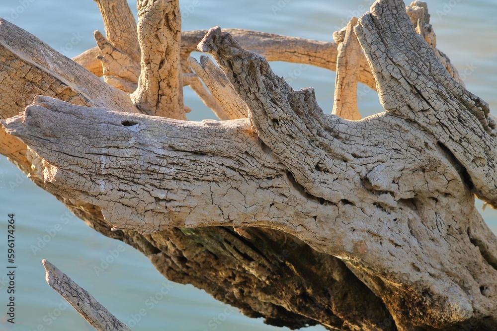 A boiled tree sticking out of the water has a strange shape and an interesting natural texture pattern. A boiled tree sticking out of the water has a strange shape and an interesting natural texture pattern.