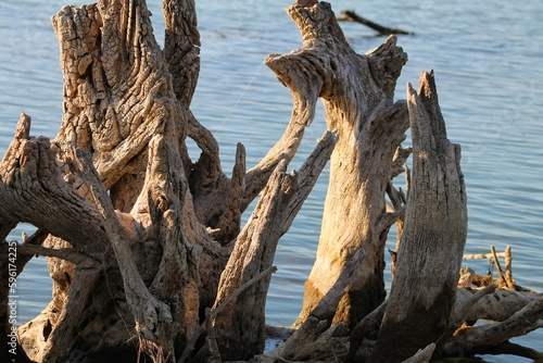 A boiled tree sticking out of the water has a strange shape and an interesting natural texture pattern.