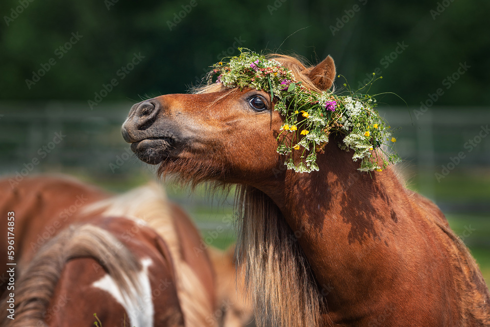 Shetland pony with a wreath of flowers on its head