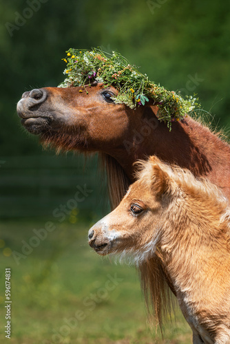 Shetland pony with a wreath of flowers on its head together with a foal