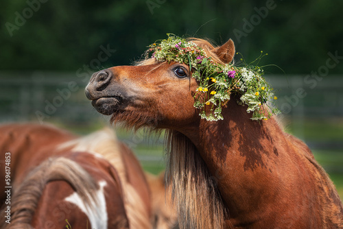 Shetland pony with a wreath of flowers on its head	