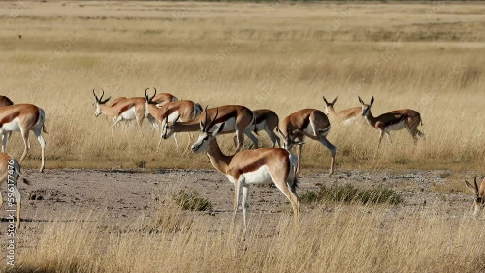 Herd of springbok antelopes (Antidorcas marsupialis) in open grassland, Etosha National Park, Namibia