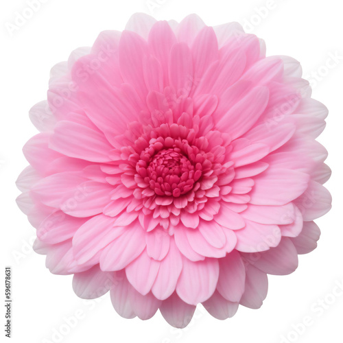 pink flower isolated on transparent background, png flower element, rose colour, pink colour
