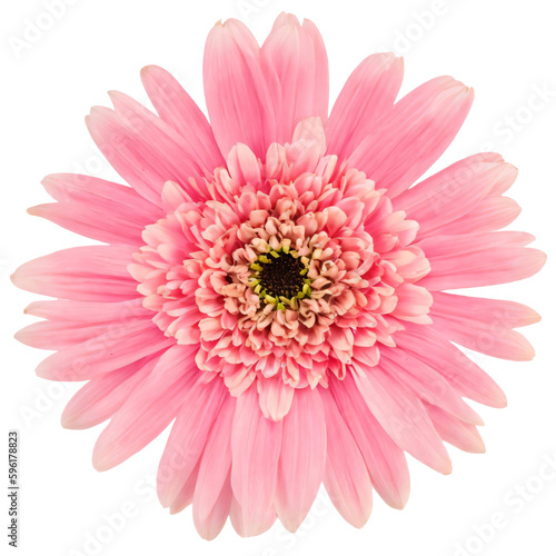 pink flower isolated on transparent background, png flower element, rose colour, pink colour © Anand Kumar