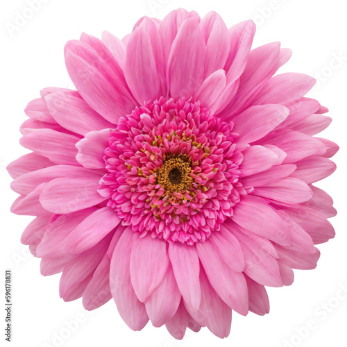 pink flower isolated on transparent background  png flower element  rose colour  pink colour