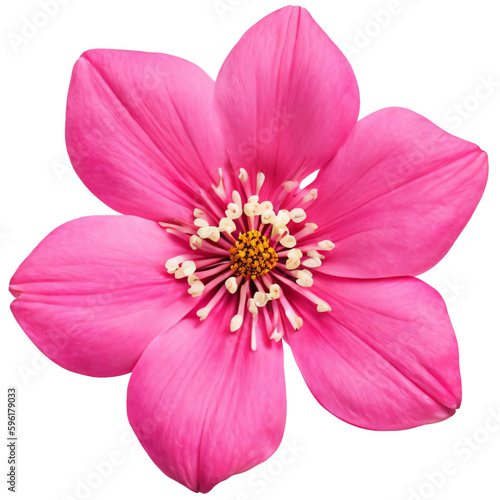 pink flower isolated on transparent background, png flower element, rose colour, pink colour