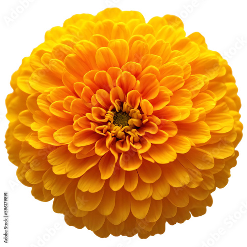 yellow flower isolated on transparent background, png flower element