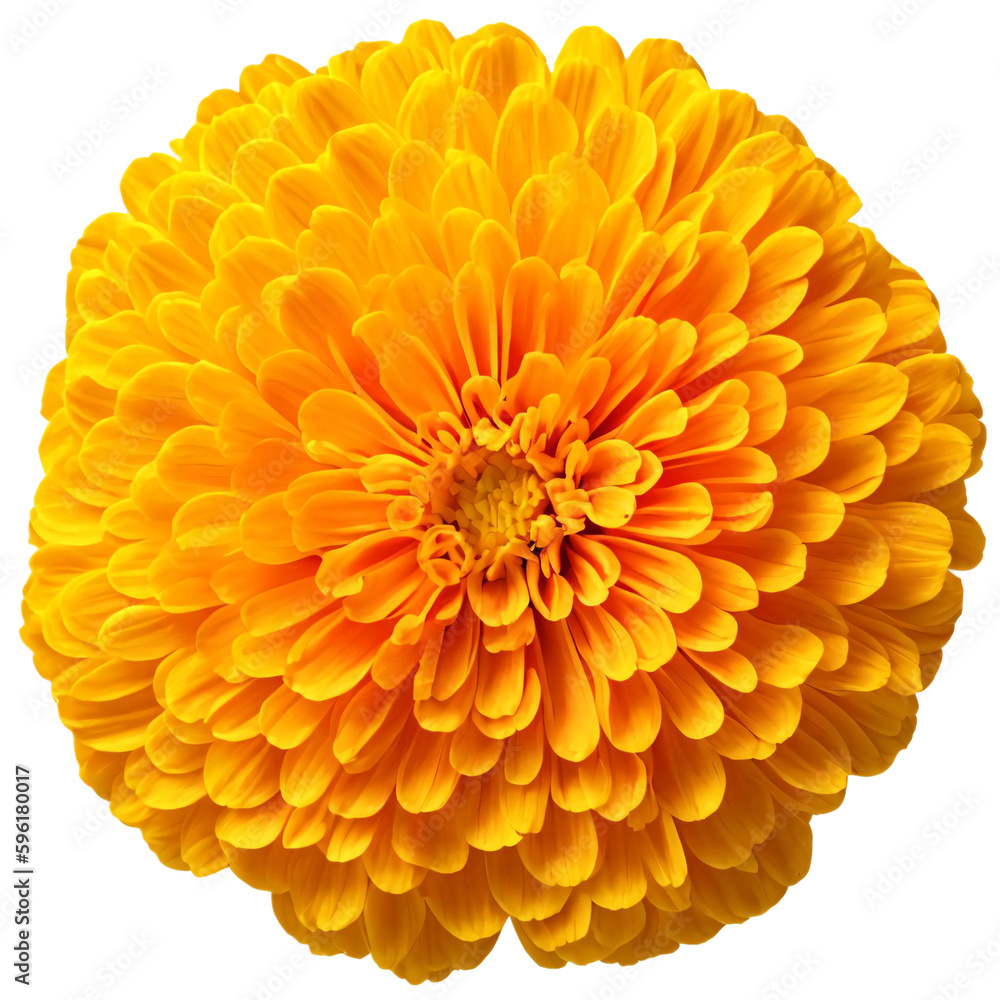 yellow flower isolated on transparent background, png flower element yellow flower isolated on transparent background, png flower element