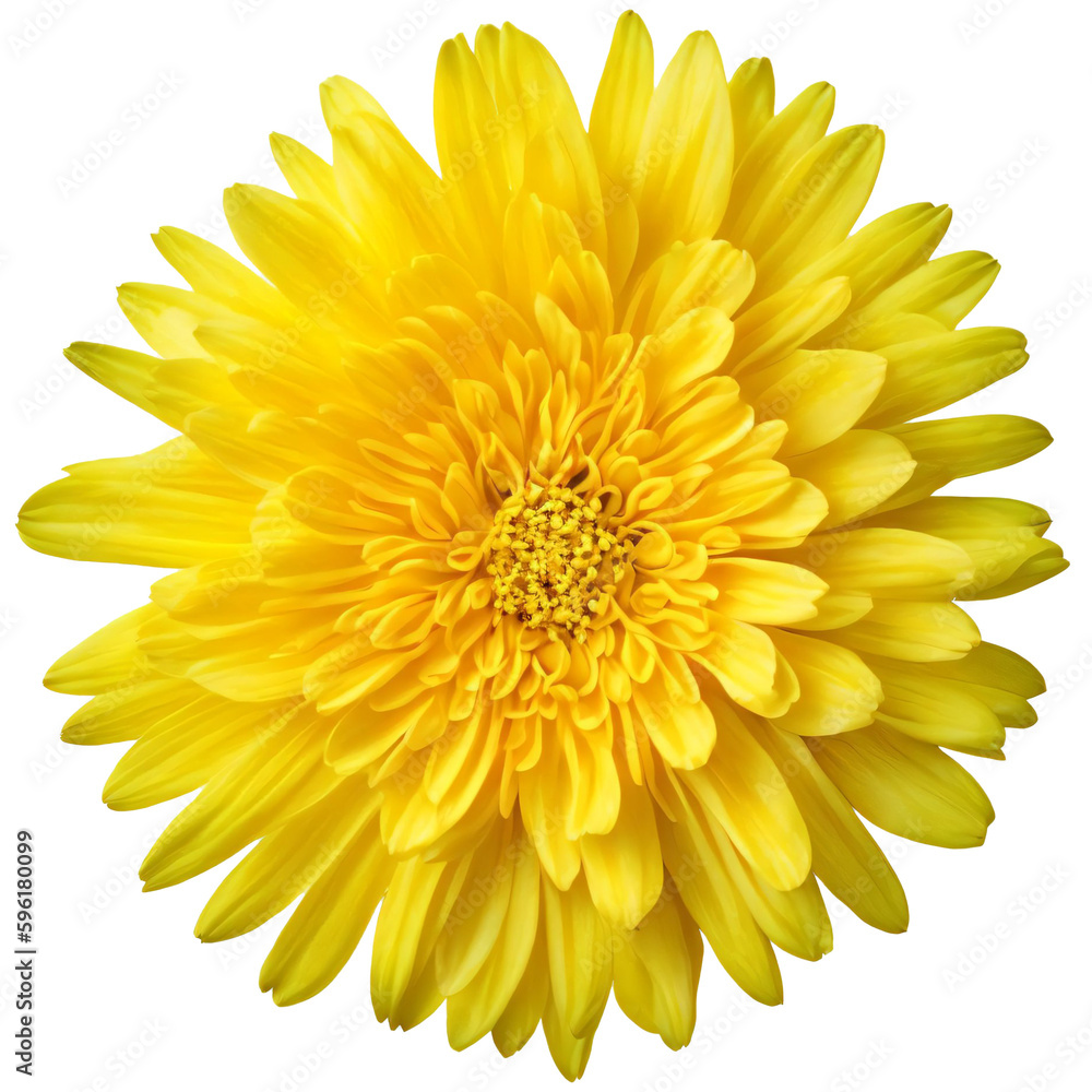 yellow flower isolated on transparent background, png flower element