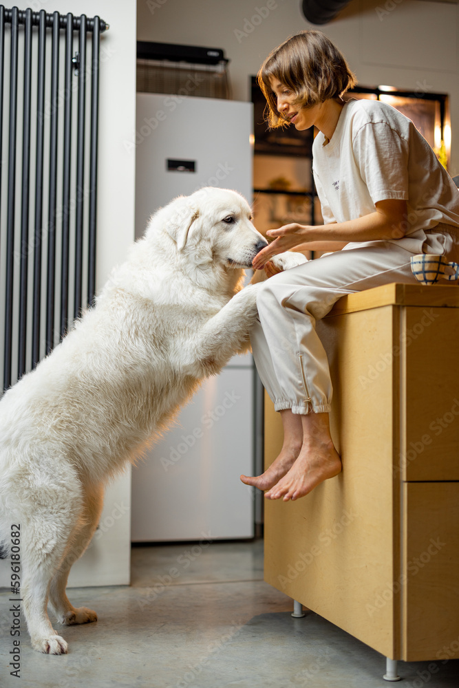 Young woman plays with her huge white dog, spending leisure time together happily on kitchen at home. Concept of friendship with pets and domestic lifestyle Young woman plays with her huge white dog, spending leisure time together happily on kitchen at home. Concept of friendship with pets and domestic lifestyle