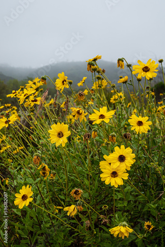 Fototapeta Naklejka Na Ścianę i Meble -  wild yellow Daisy flowers in the early morning