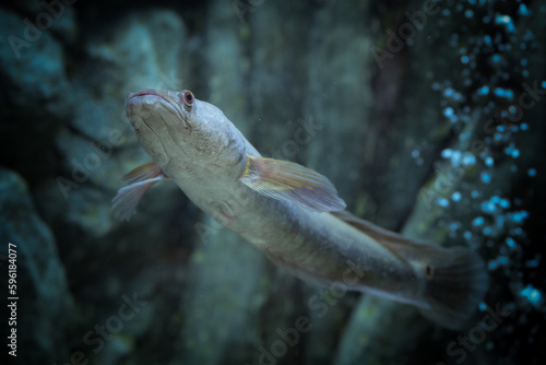 Channa marulius (bullseye snakehead or great snakehead) is a large species of snakehead native to South Asia. Populations in Southeast Asia are now regarded as separate species photo