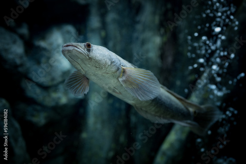Channa marulius (bullseye snakehead or great snakehead) is a large species of snakehead native to South Asia. Populations in Southeast Asia are now regarded as separate species
