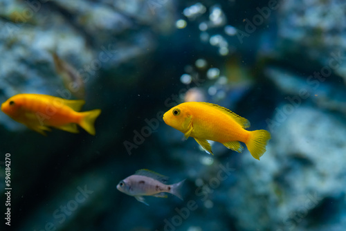 Fish in aquarium. Labidochromis caeruleus is a species of cichlid endemic to the central western coastal region of Lake Malawi in East Africa.