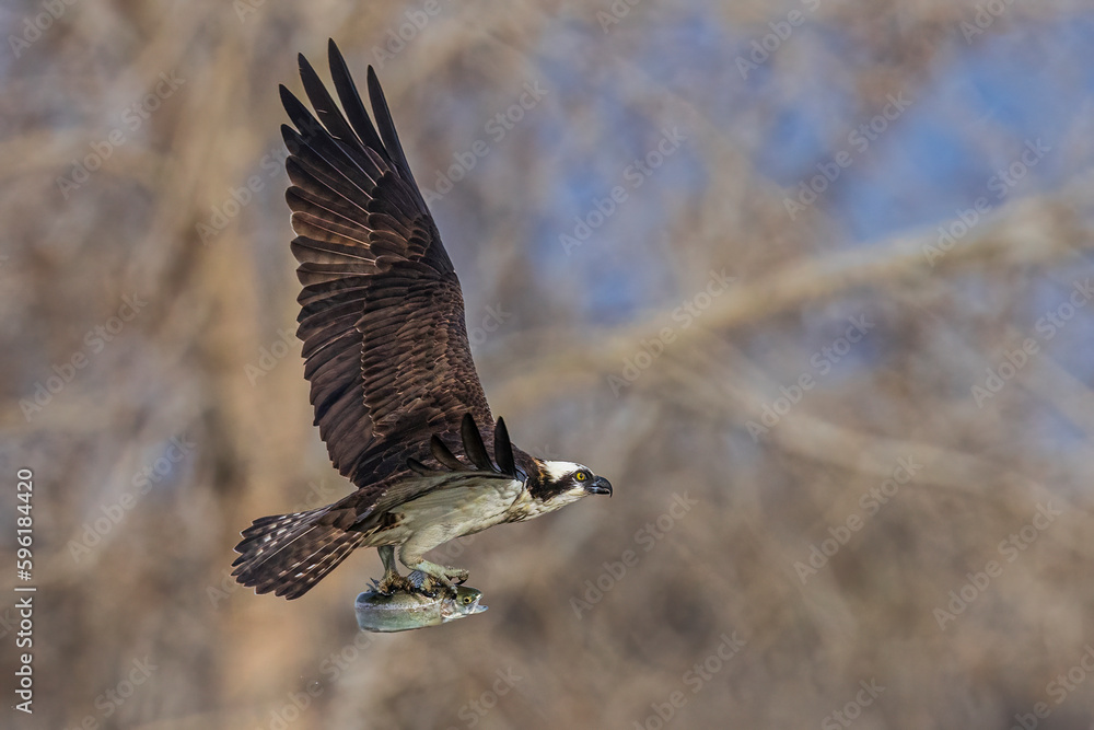 A wild osprey catching fish at a state park in Colorado.