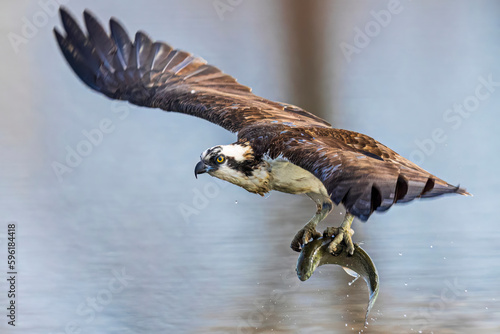 A wild osprey catching fish at a state park in Colorado.