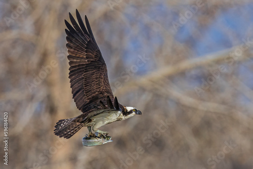 Obraz na płótnie A wild osprey catching fish at a state park in Colorado. w salonie