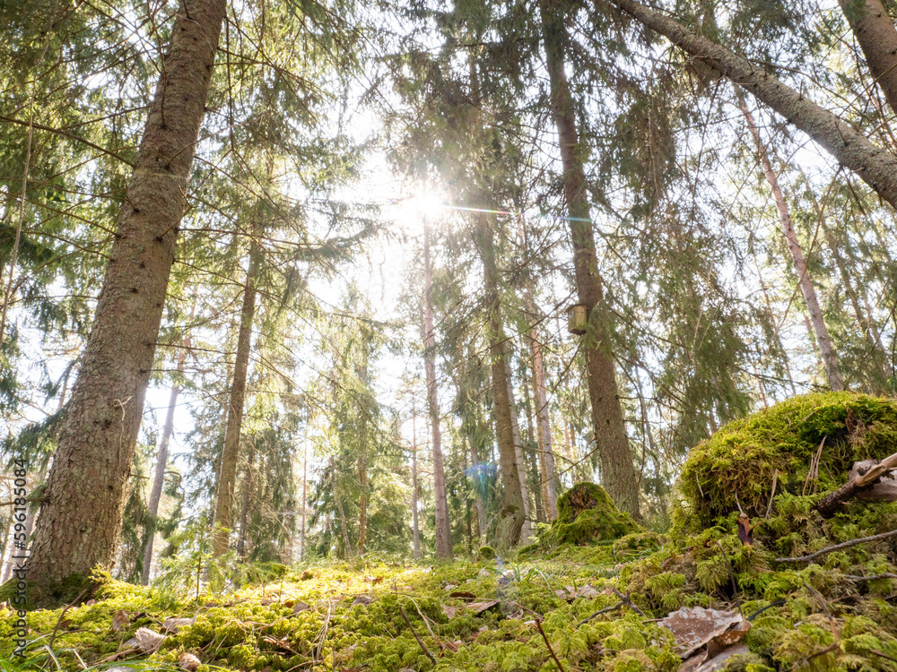 The sun glints between the trees in the spring forest The sun glints between the trees in the spring forest