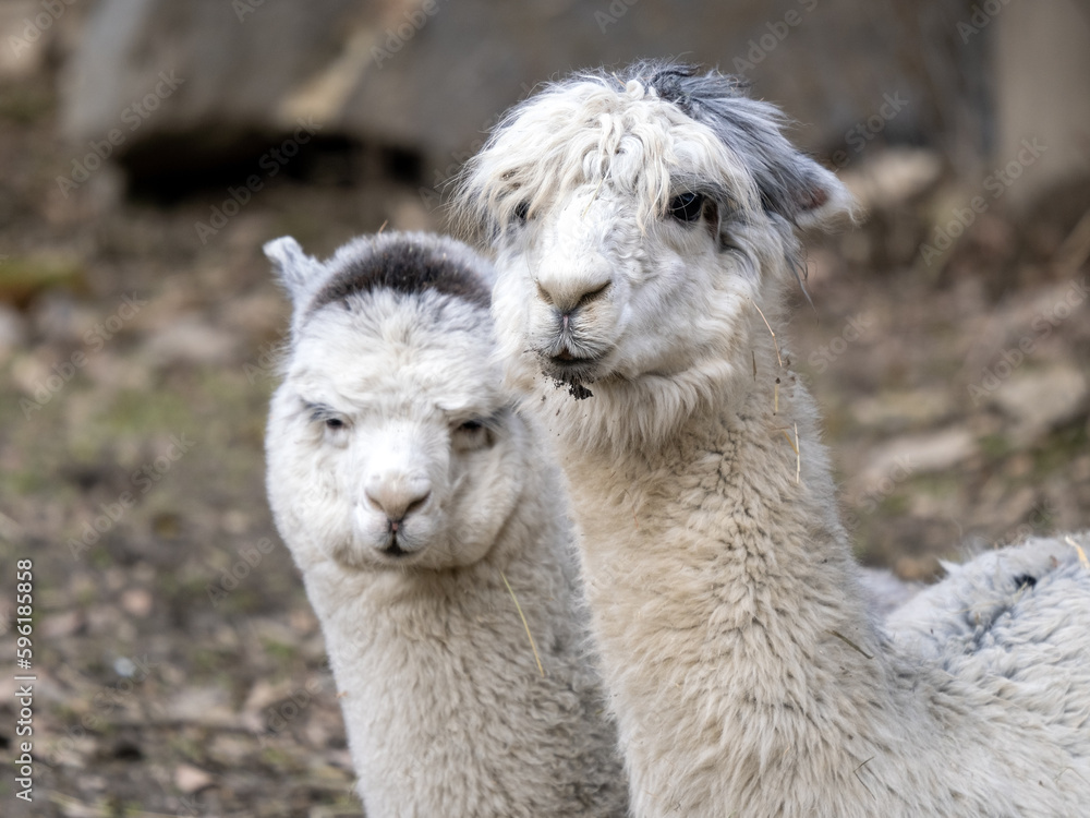 Portrait of two Alpacas, Lama guanicoe f. pacos.