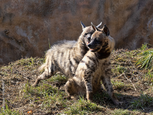 male Striped hyena, Hyaena hyaena sultana, attempts to mate © vladislav333222