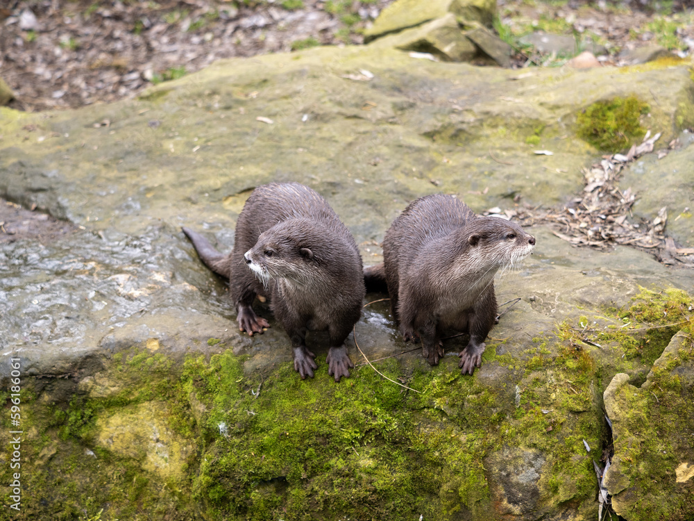 Oriental small-clawed otter, Amblonyx cinerea, sits on a rock and looks around. Oriental small-clawed otter, Amblonyx cinerea, sits on a rock and looks around.