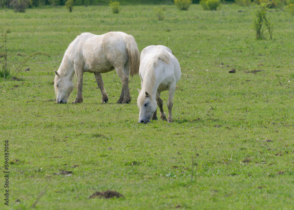 Fototapeta premium View of the two beautiful white Posavac horses in the pasture near Repusnica Visitor Centre at Lonjsko Polje Nature Park, Croatia