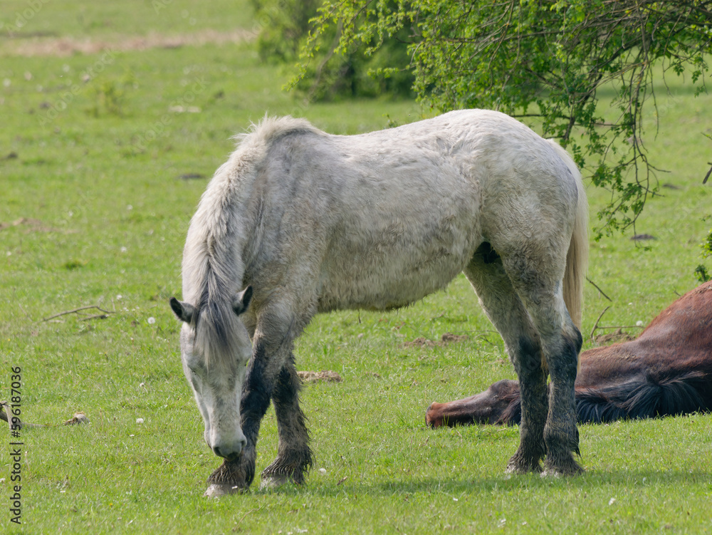 Fototapeta premium View of the beautiful white Posavac horse in the pasture near Repusnica Visitor Centre at Lonjsko Polje Nature Park, Croatia