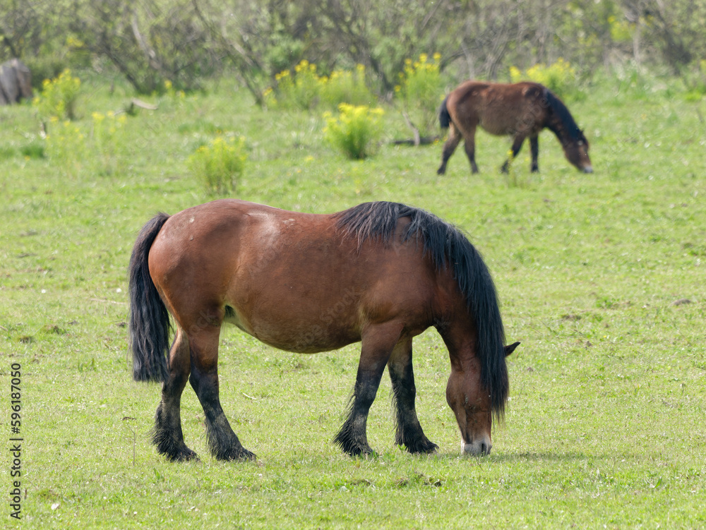 Beautiful brown Posavac horse in the pasture near Repusnica Visitor Centre at Lonjsko Polje Nature Park, Croatia