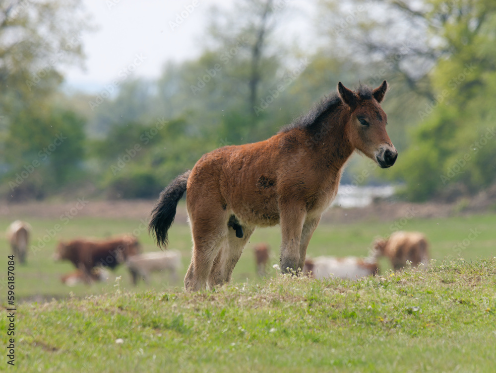 Close-up of the beautiful brown Posavac stallion in the pasture near Repusnica Visitor Centre at Lonjsko Polje Nature Park, Croatia