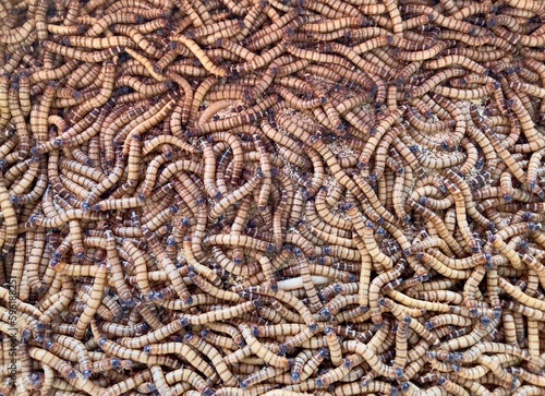 Mealworms. Mealworms are the larval form of the yellow mealworm beetle( Tenebrio molitor), a species of darkling beetle. Pet food. Top view with Selective focus