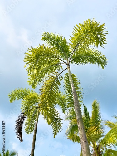 palm tree on blue sky. Palm trees, tropical palm tree. Foxtail palm tree