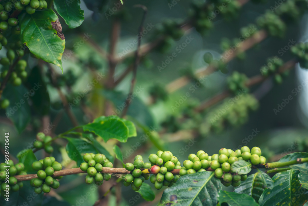 Close up Green seed berries harvest arabica coffee garden. Green coffee bean berry plant fresh raw seed coffee tree growth in eco organic farm. Fresh coffee bean green leaf bush ecology berry plant Close up Green seed berries harvest arabica coffee garden. Green coffee bean berry plant fresh raw seed coffee tree growth in eco organic farm. Fresh coffee bean green leaf bush ecology berry plant