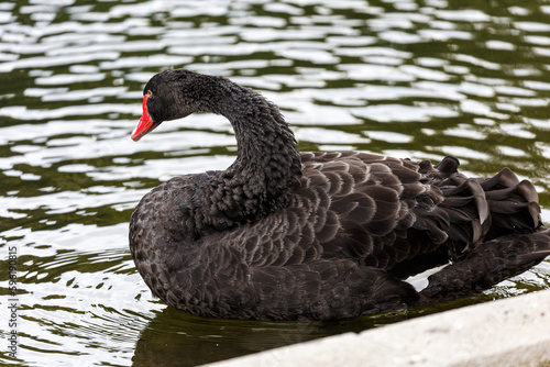 Black swan swimming in a lake