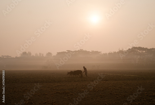 Elderly farmer ploughing land with his cows in a winter morning   silhouette image of a rural scene 