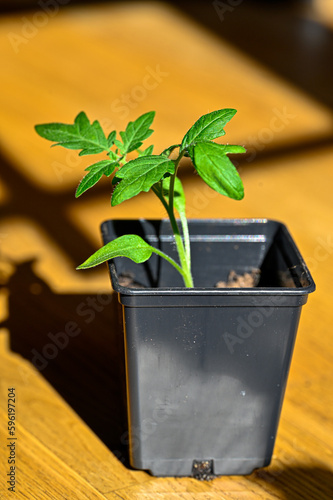 small tomatoplant in small black planting pot photo