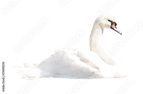 Swan. Isolated design element on the transparent background.