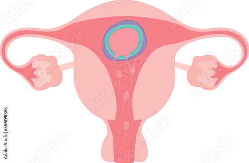 Egg cell with sperm fertilization new life in uterus vector illustration