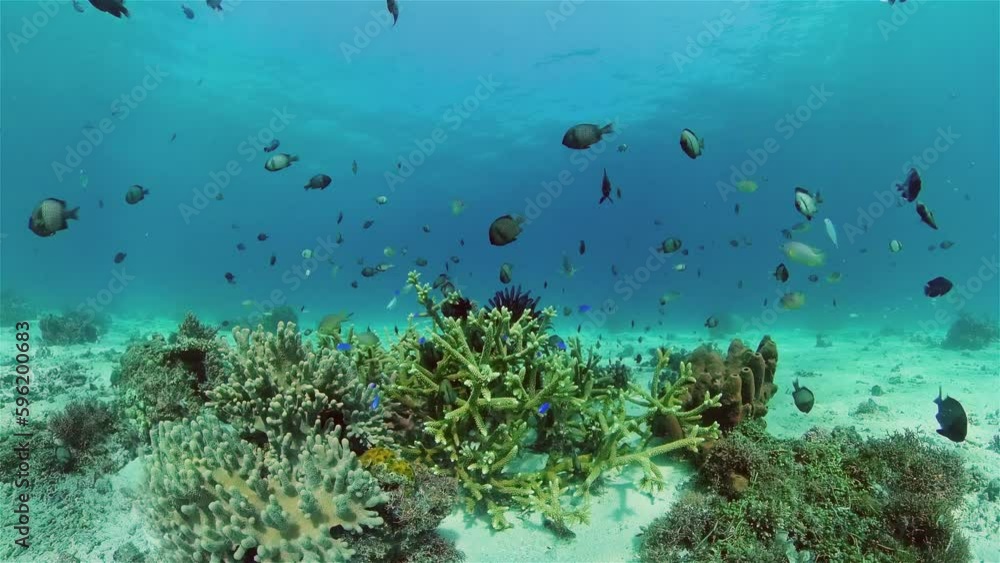 Tropical fishes and coral reef underwater. Hard and soft corals, underwater landscape. Travel vacation concept. Philippines. Tropical fishes and coral reef underwater. Hard and soft corals, underwater landscape. Travel vacation concept. Philippines.