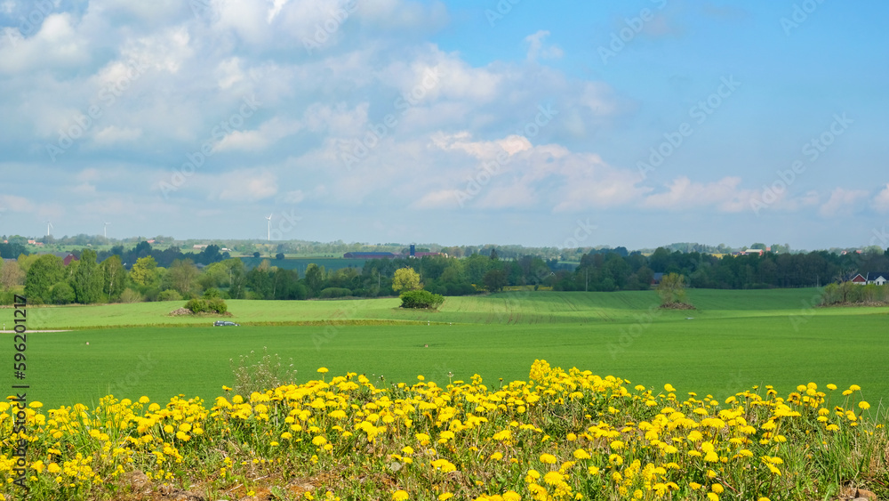 Rural landscape view with flowering dandelions
