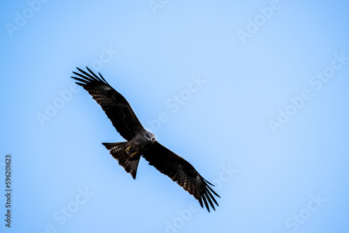 kite hunting for food on a sunny spring day