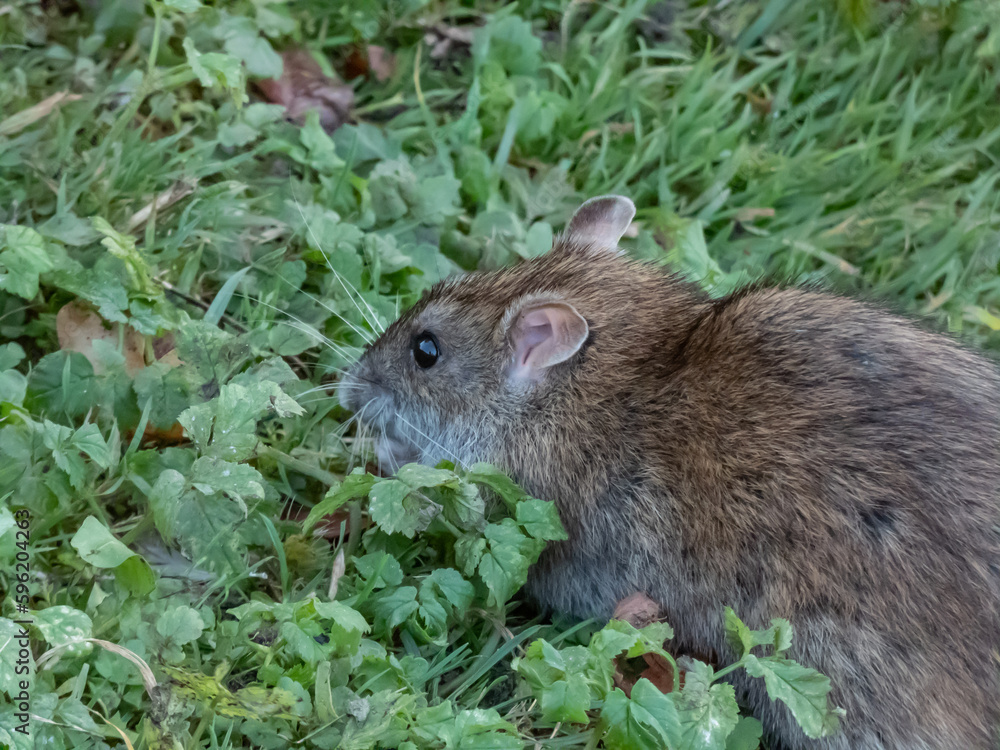 Close-up of common rat (Rattus norvegicus) with dark grey and brown fur in green grass surrounded in sunlight Close-up of common rat (Rattus norvegicus) with dark grey and brown fur in green grass surrounded in sunlight