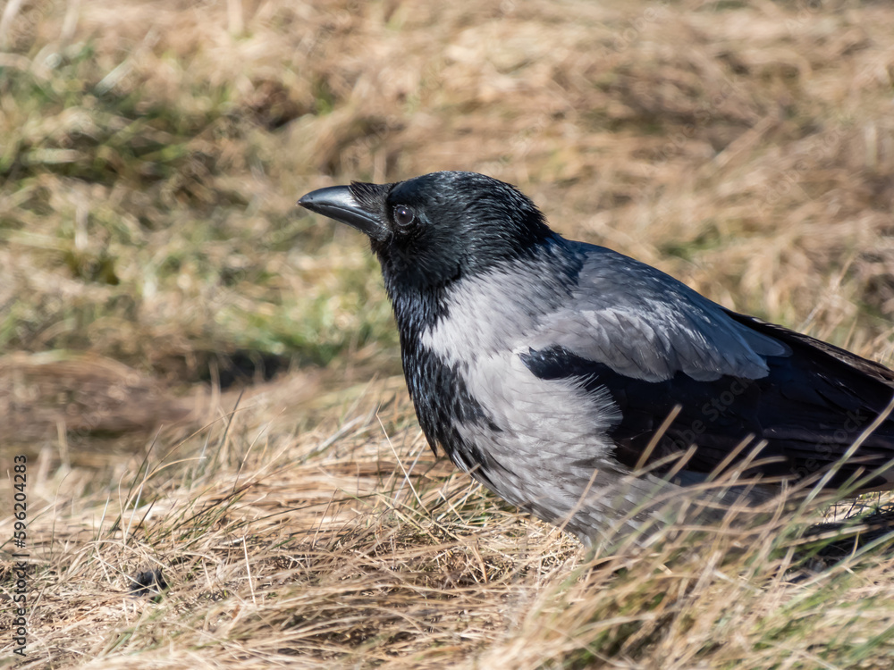 The hooded crow (Corvus cornix) eating its prey in dry grass. Bird tearing a small mammal in pieces and eating it The hooded crow (Corvus cornix) eating its prey in dry grass. Bird tearing a small mammal in pieces and eating it